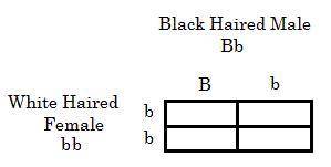 Capital B represents the dominant gene for hair color, black, in a species of dogs. The recessive g