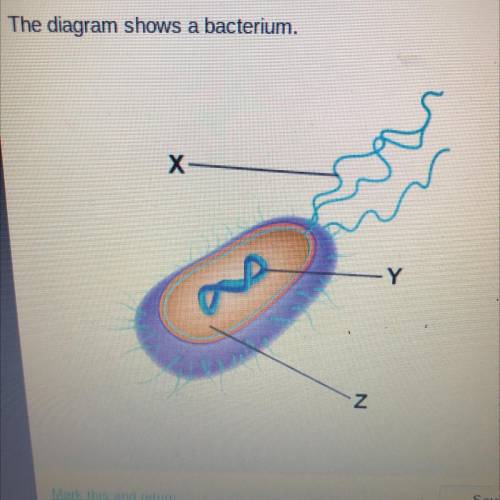 The diagram shows a bacterium. Which labels best complete the diagram