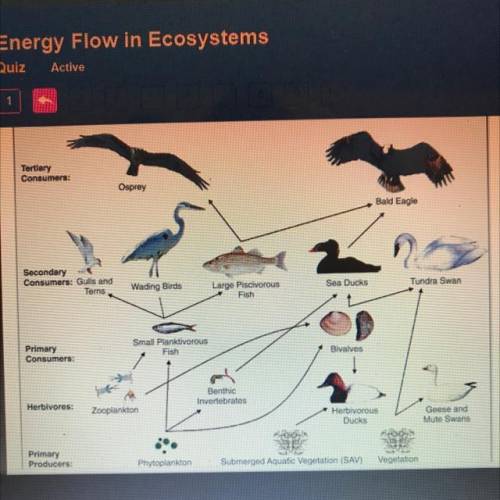What is shown in the

image below?
A. Food chain 
B. Trophic chain
C. Food web
D. Energy web
Plz h