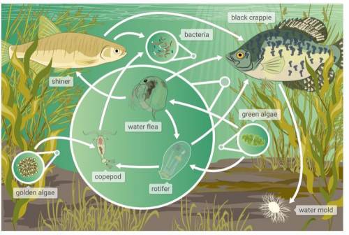 Which two of the following organisms are omnivores in this food web?

A) rotifer
B) black 
C) gold