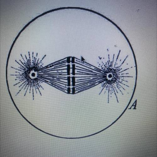 Which phase or mitosis is shown here?