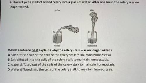 Which sentence best explains why the celery stalk was no longer wilted?