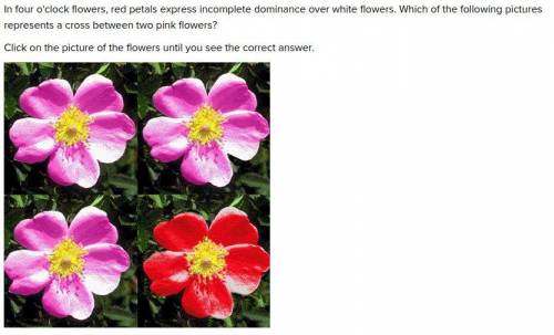 Please help!

In four o'clock flowers, red petals express incomplete dominance over white flowers.