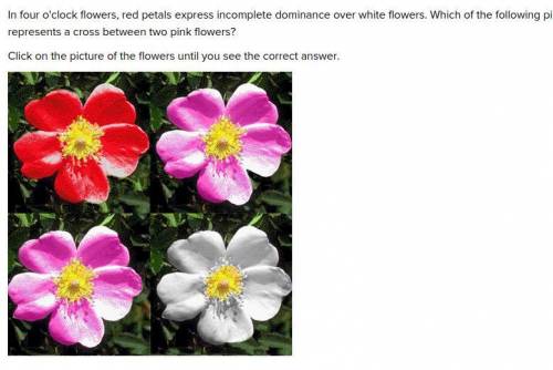Please help!

In four o'clock flowers, red petals express incomplete dominance over white flowers.