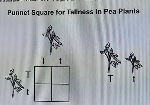 The gene for tallness (T) in a pea plant is dominant over the gene for shortness (t).

In a cross