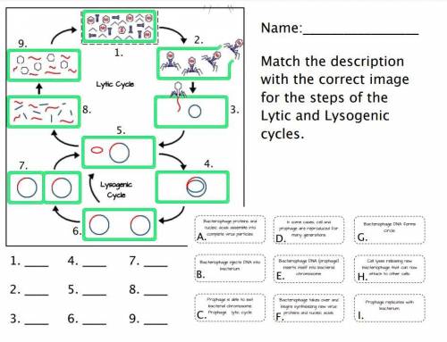 Match the description with the correct image for the steps of the Lytic and Lysogenic cycles.

Cur