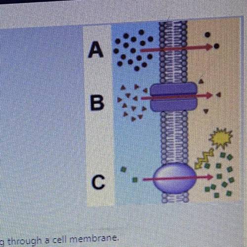 The illustration represents particles moving through a cell membrane. What image represents active