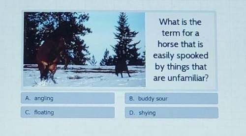 What is the term for a horse that is easily spooked by things that are unfamiliar