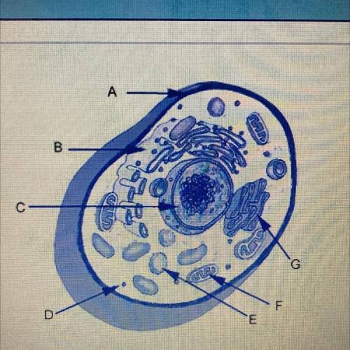What is the function of the organelle labeled A in the diagram?