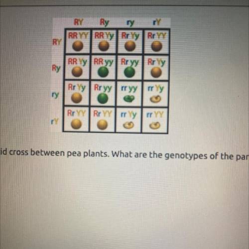 The chart shows a dihybrid cross between pea plants. What are the genotypes of the parents in this