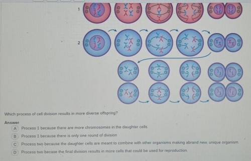 Which process of cell division results in more diverse off spring?