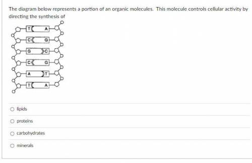 The diagram below represents a portion of an organic molecules. This molecule controls cellular act