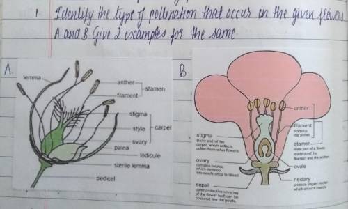 Identify the type of pollination that occur in the given flowers (above) A and B. also give 2 examp