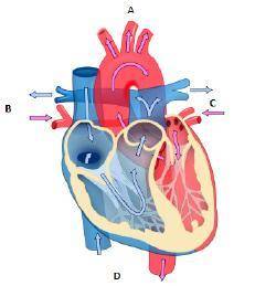 Pulmonary circulation is the key component that supports both respiratory and cardiovascular system