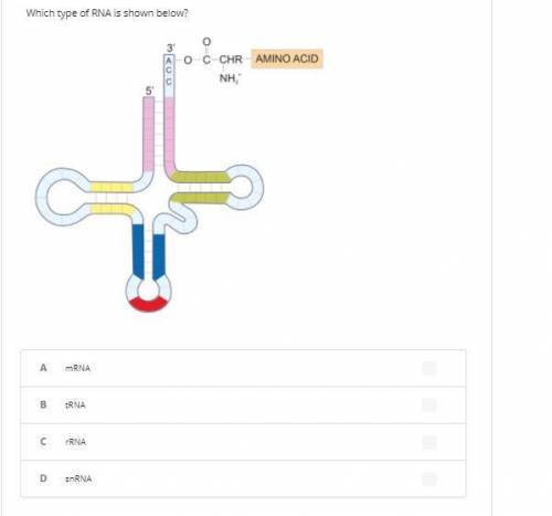 RNA (9th grade biology)