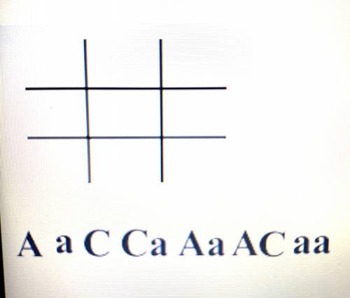 ⚠️⚠️⚠️NO ONE HAS HELPED ME! PLEASE I Need HELP QUICK!⚠️⚠️⚠️ —complete the following punnett square,