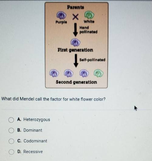 The diagram shows Mendels test for flower color he crossed a plant with white flowers with one that