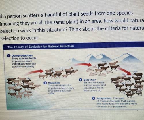 If a person scatters a handful of plant seeds from one species (meaning they are all the same plant