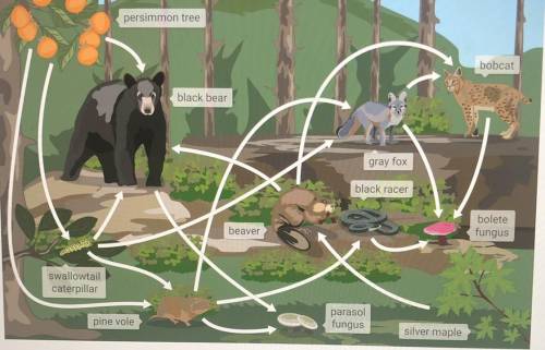Which two of the following organisms are decomposers in this food web?

1. Bolete fungus 
2. Persi