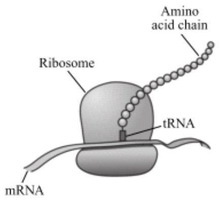 **50 POINTS** **PLEASE HURRY**

Identify AND describe the process that happens at the ribosome in