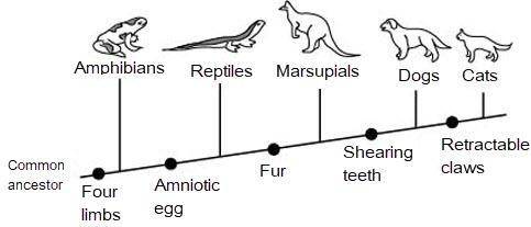 SCIENCE - Look at the diagram shown below:

Based on the diagram, which of these is true about amn