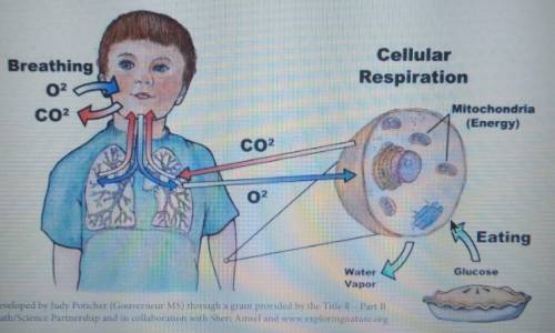 Please helpppp!!!

ASAPPPExplain the relationship between breathing (respiration) and cellular res