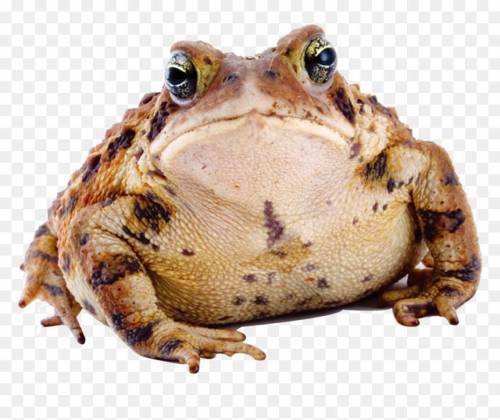 Big chungus as a frog ;)