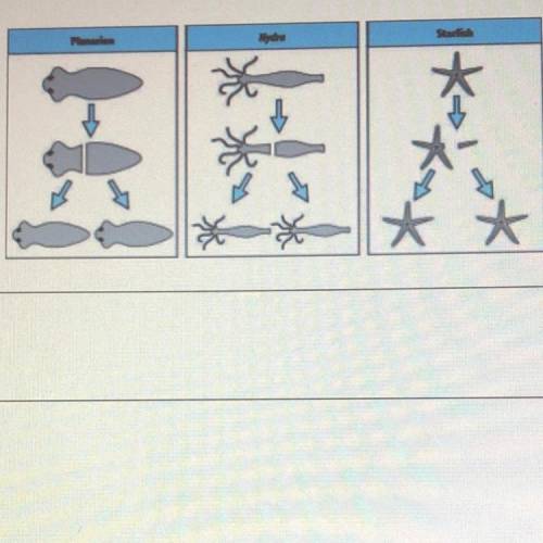 Which process (mitosis or meiosis) is responsible for the formation of each of these

 
organisms?
