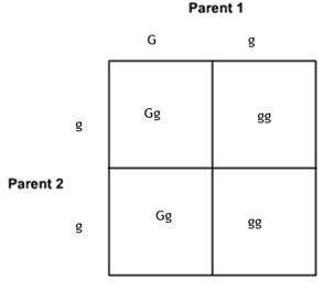 DESPERATE WILL GIVE BRAINLIST AND THANKS (PLEASE HURRY )
 

Look at the Punnett square below which