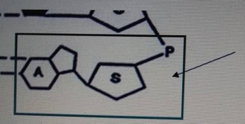 The area of the picture highlighted by the green square is a monomer of nucleic acids(DNA/RNA). Whi