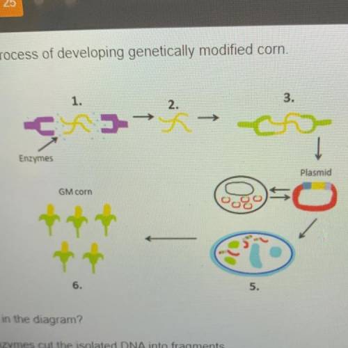 What occurs at step 3 in the diagram?

O The restriction enzymes cut the isolated DNA into fragmen