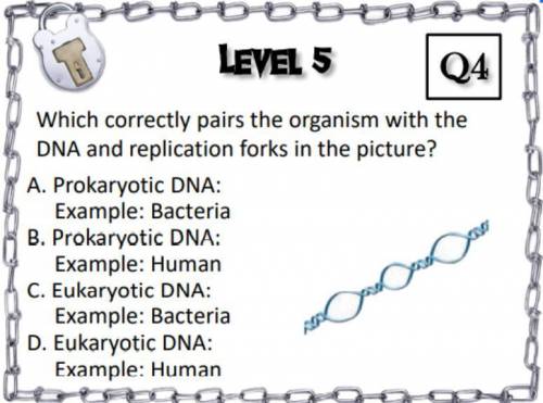 Q3.) Which correctly pairs the organism with the DNA and replication forks in the picture?

Q4.) W