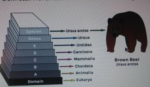 The diagram shows the complete classification for the brown bear. The names of some of the taxa are