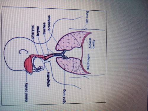 Add notes to the diagram below to show the all the effects of smoking tobacco on the body that you