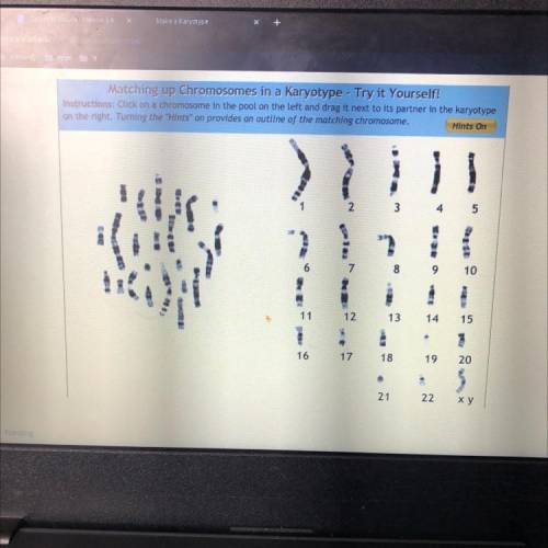 Is your karyotype a male or a female? How do you know?