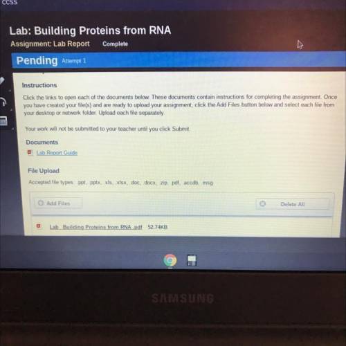 Lab report : Building proteins from RNA