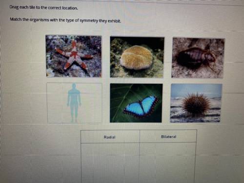 Match the organisms with the type of symmetry they exhibit
Radial
Bilateral