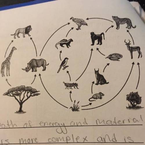What role does the vulture playing this food web