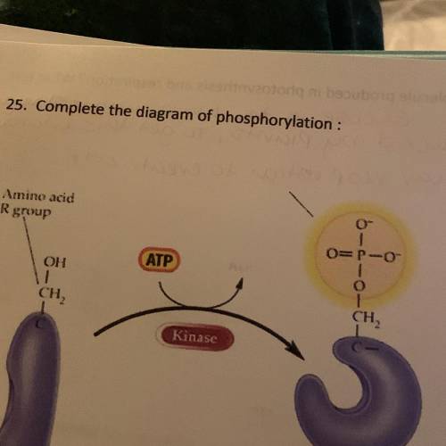 25. Complete the diagram of phosphorylation :
Please help I have no idea what to do