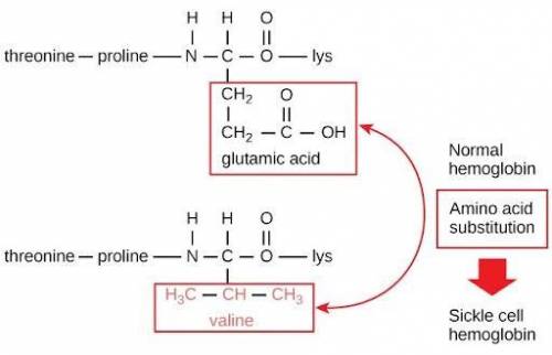 100 Points for REAL answer fast before it GO Threonine, proline and lysine are amino acids. What ma
