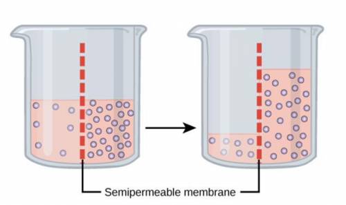 The diagram shows the process of osmosis in a beaker model. Only the water molecules could pass thr