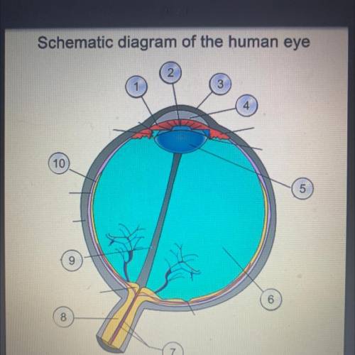 Schematic diagram of the human eye help me answer the 10 parts