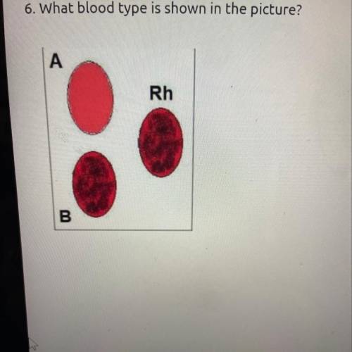 6. What blood type is shown in the picture?
A
Rh
B