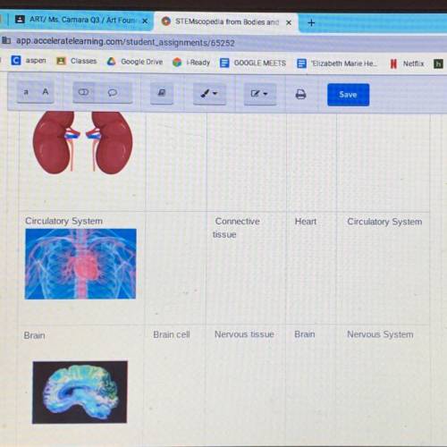 What's the cell type in the circulatory system?