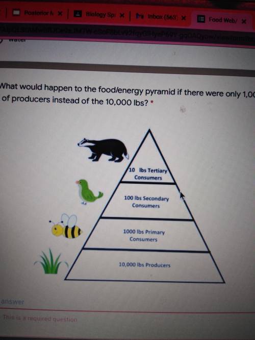 What would happen to the food/energy pyramid if there were only 1,000 lbs of producers instead of t