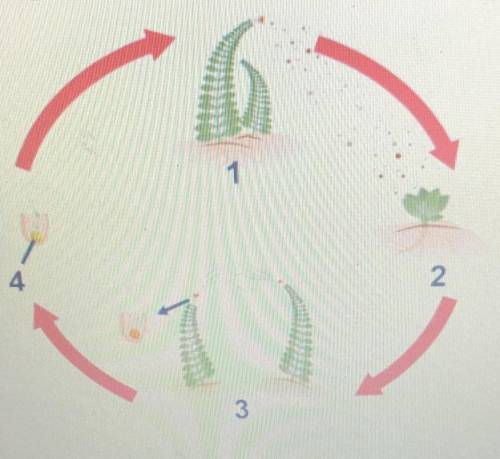 The diagram shows the life cycle of a fern.

Which labels belong in the areas marked 1 and 3?
1 -