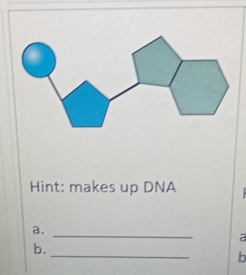 Hint: makes up DNA a. b. ​