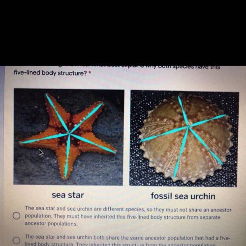 3. This living sea star and tossi sea urchin both have body structures that paris

are formed alon
