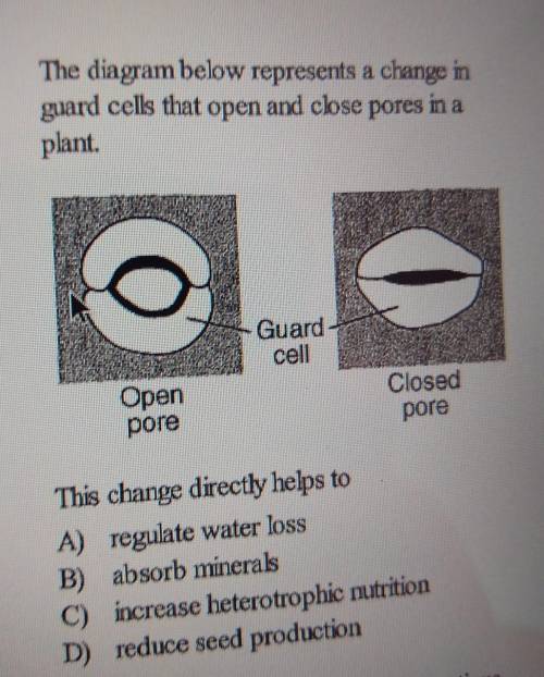 2) The diagram below represents a change in guard cells that open and close pores in a plant. Guard
