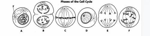 In the picture, identify the following stages in the cell cycle.
A.
B.
C.
D.
E.